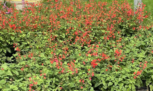 SAGE, TROPICAL RED