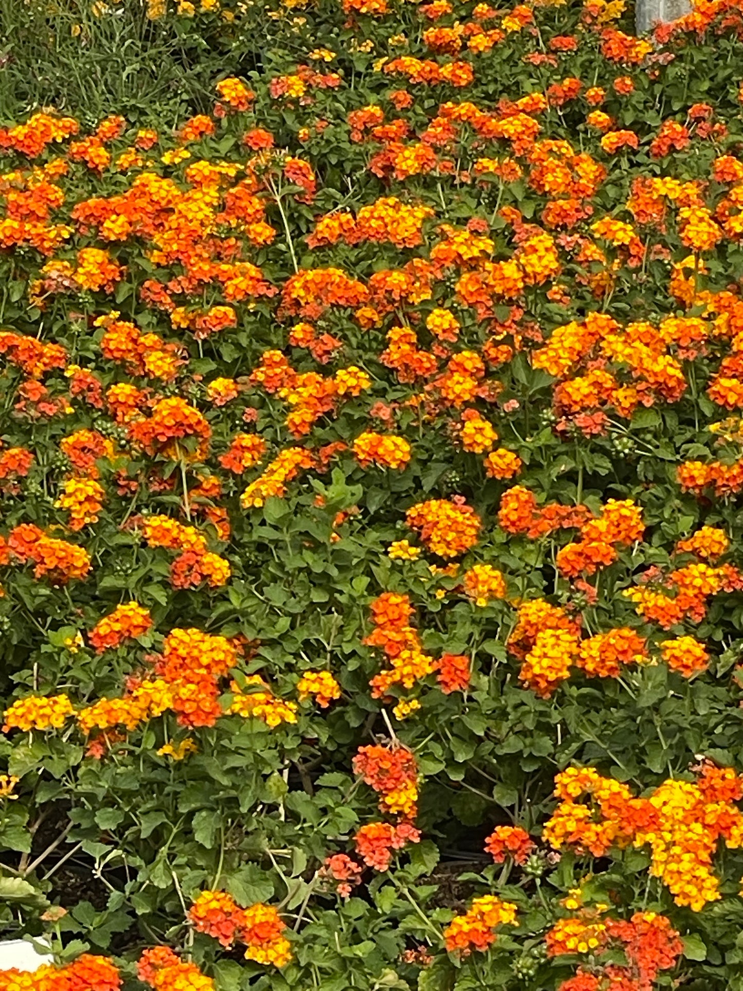 TEXAS, LANTANA