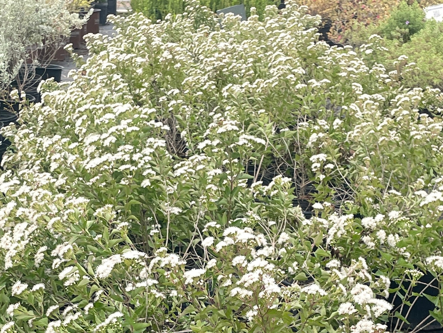 MIST FLOWER, FRAGRANT