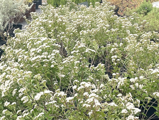 MIST FLOWER, FRAGRANT