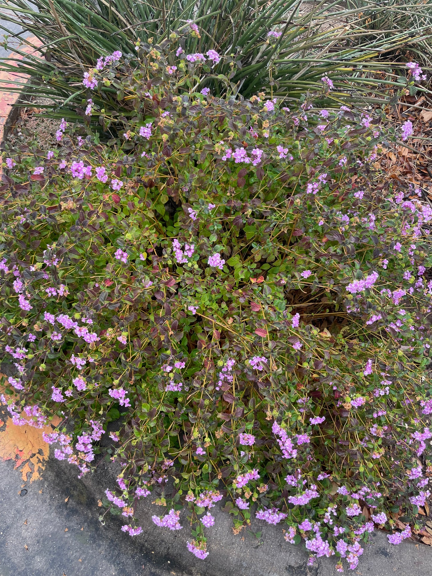 LANTANA, PURPLE TRAILING