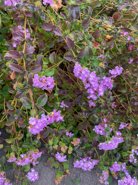 LANTANA, PURPLE TRAILING