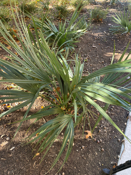 DWARF PALMETTO