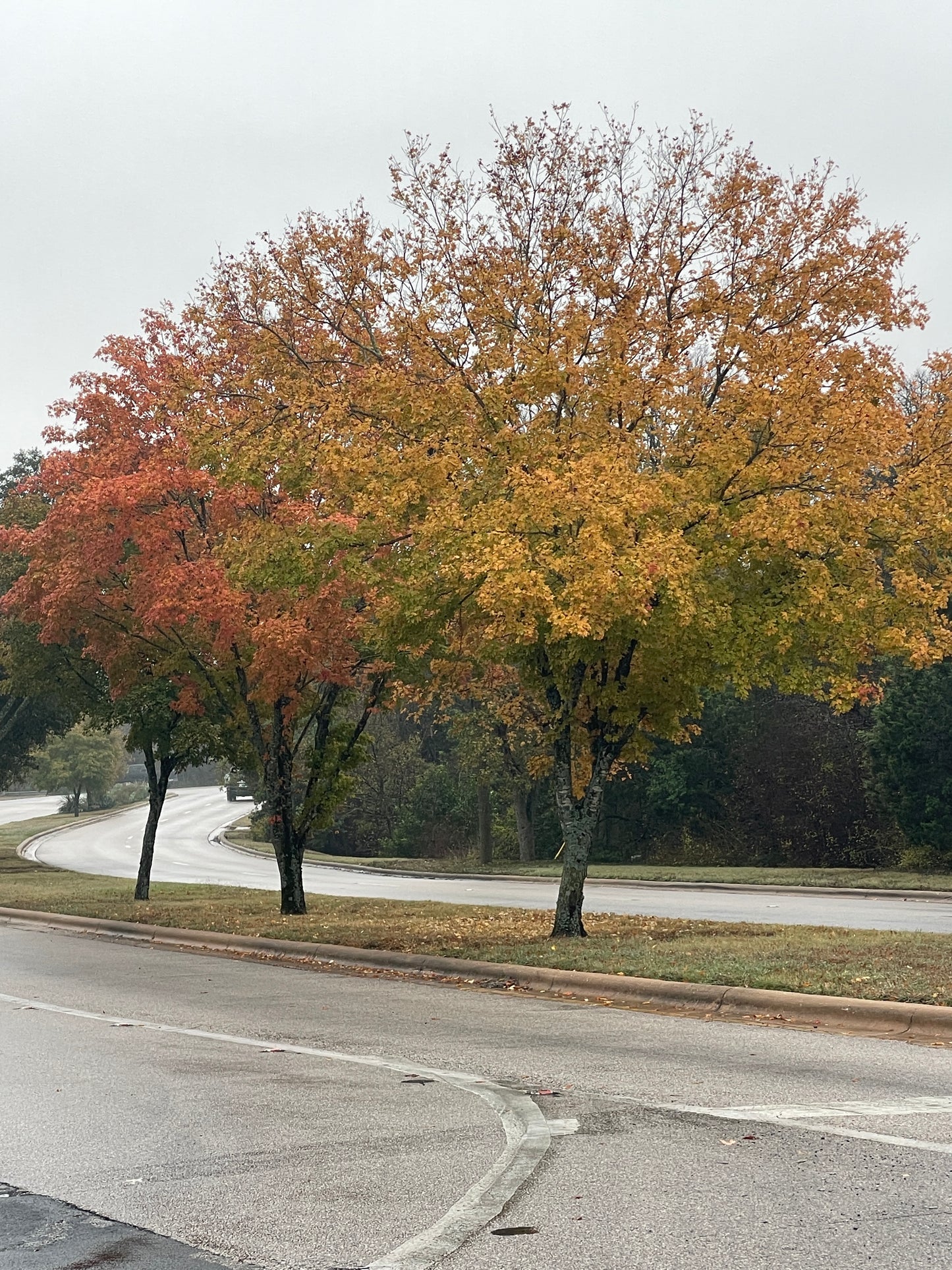 BIGTOOTH MAPLE