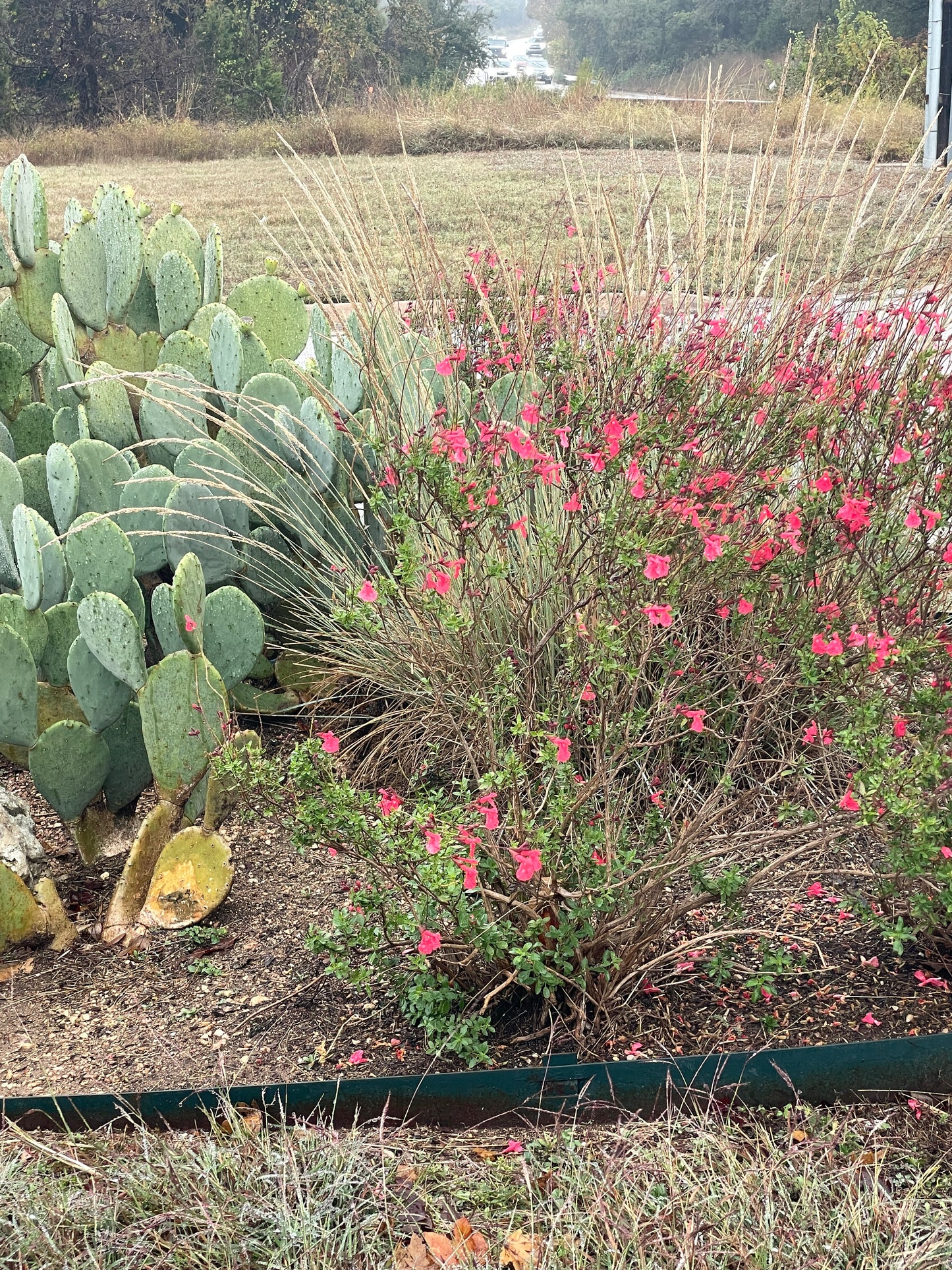 SALVIA GREGGII, RED