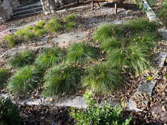 BERKELEY SEDGE