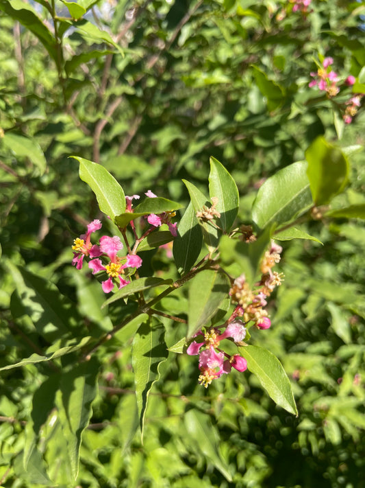 DWARF BARBADOS CHERRY