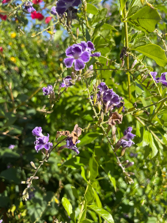 DURANTA SKYFLOWER
