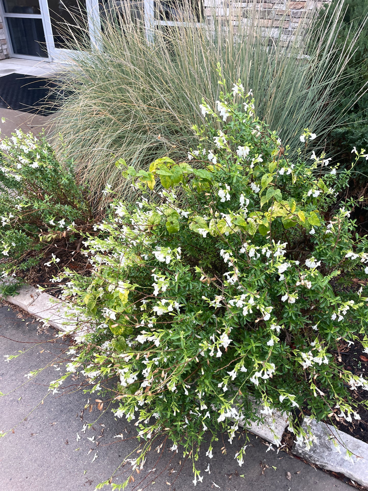 SALVIA GREGGII, WHITE