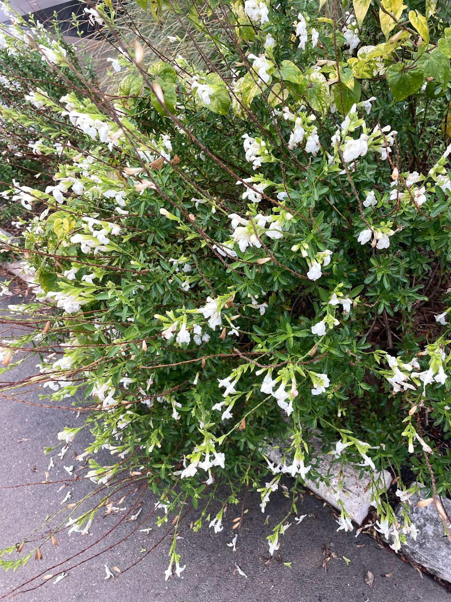 SALVIA GREGGII, WHITE