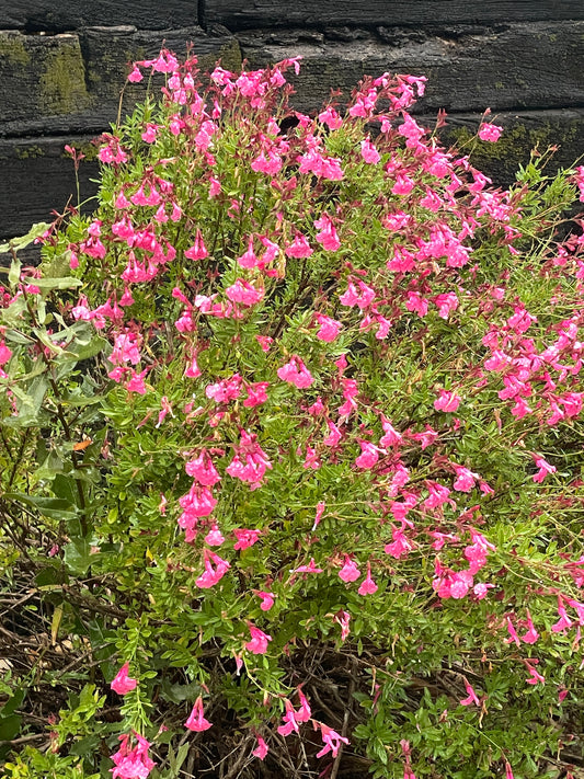 SALVIA GREGGII, PINK