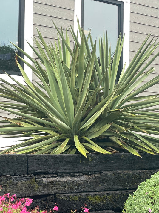 YUCCA - FAXON