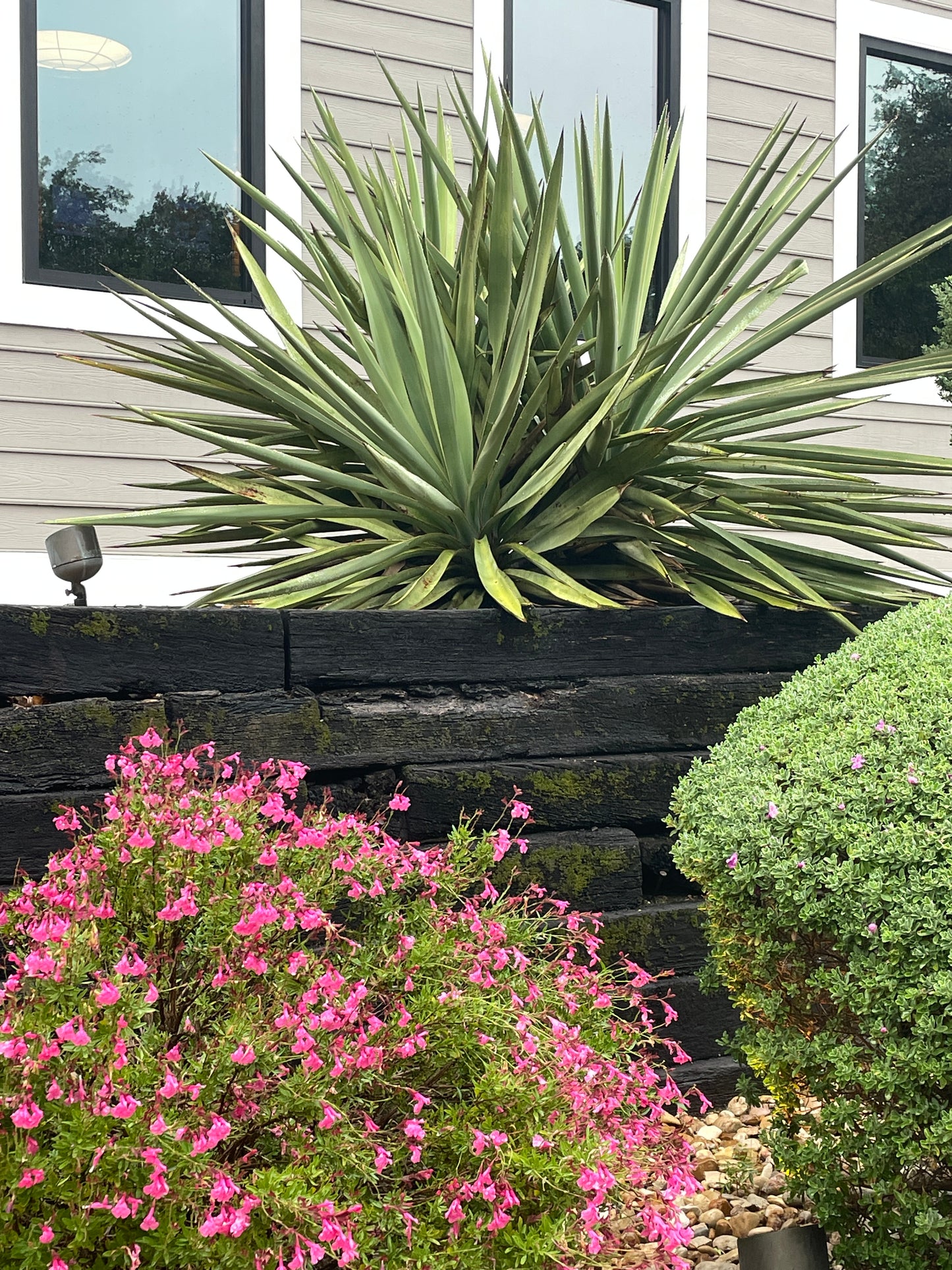 YUCCA - SPANISH DAGGER