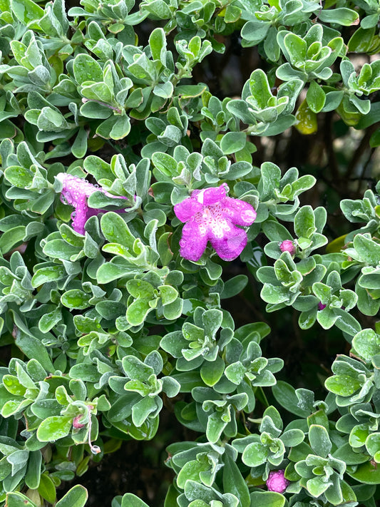 TEXAS SAGE