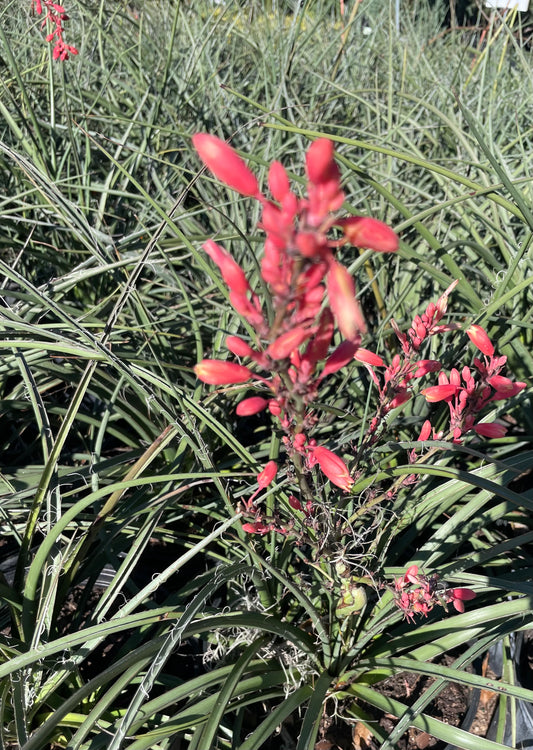 YUCCA, RED