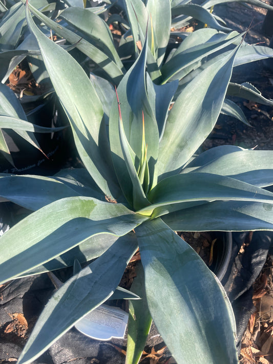 WEBER AGAVE