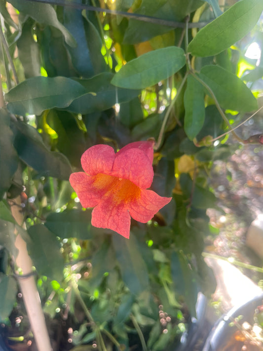 CROSSVINE