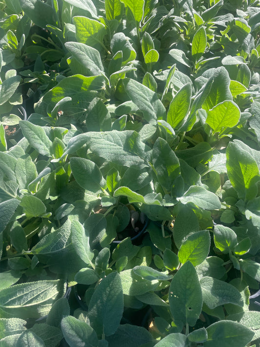 LAMB'S EAR
