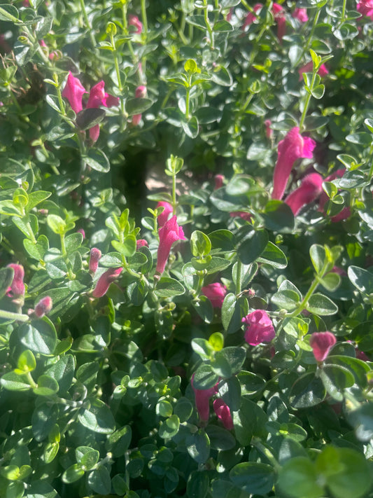 SKULLCAP, PINK