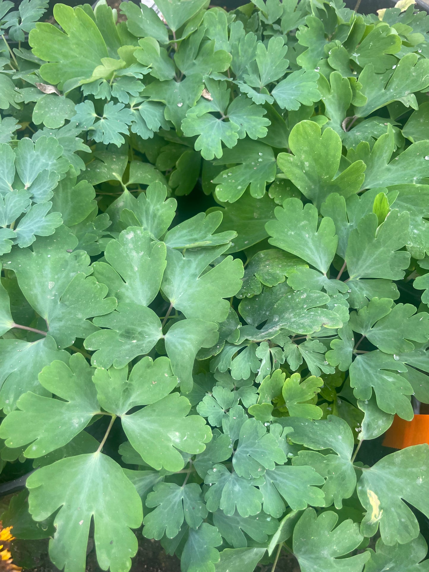 YELLOW COLUMBINE