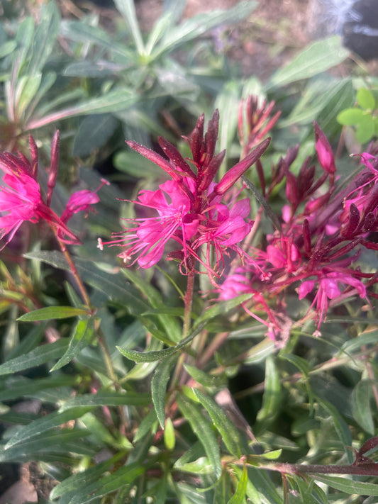 GUARA, PINK