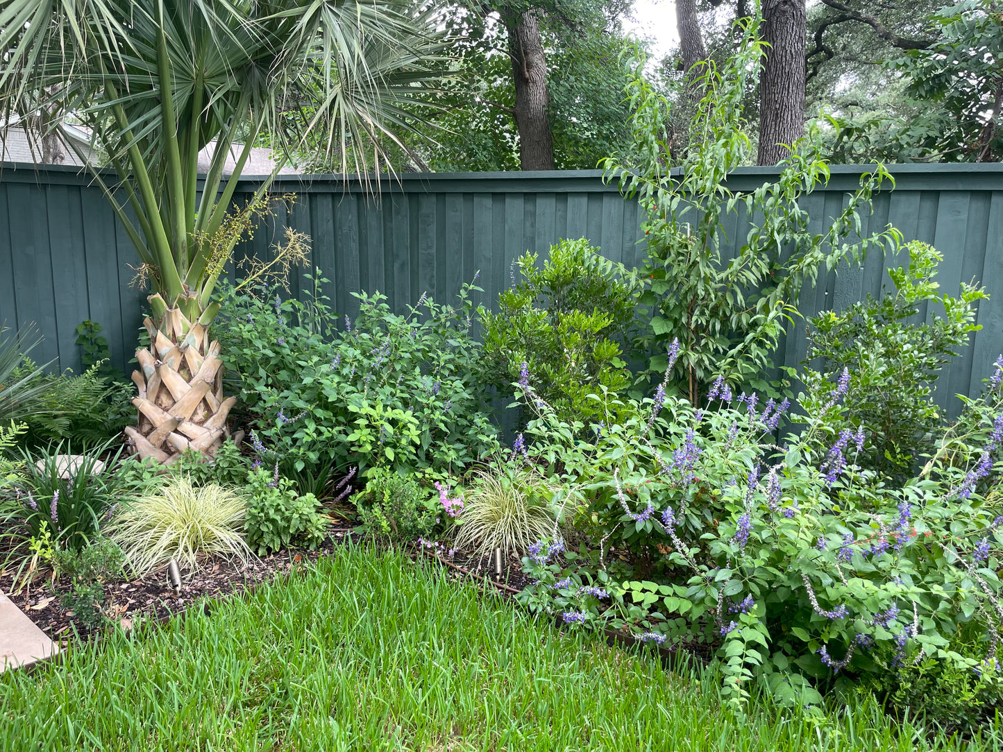 SALVIA 'INDIGO SPIRES'