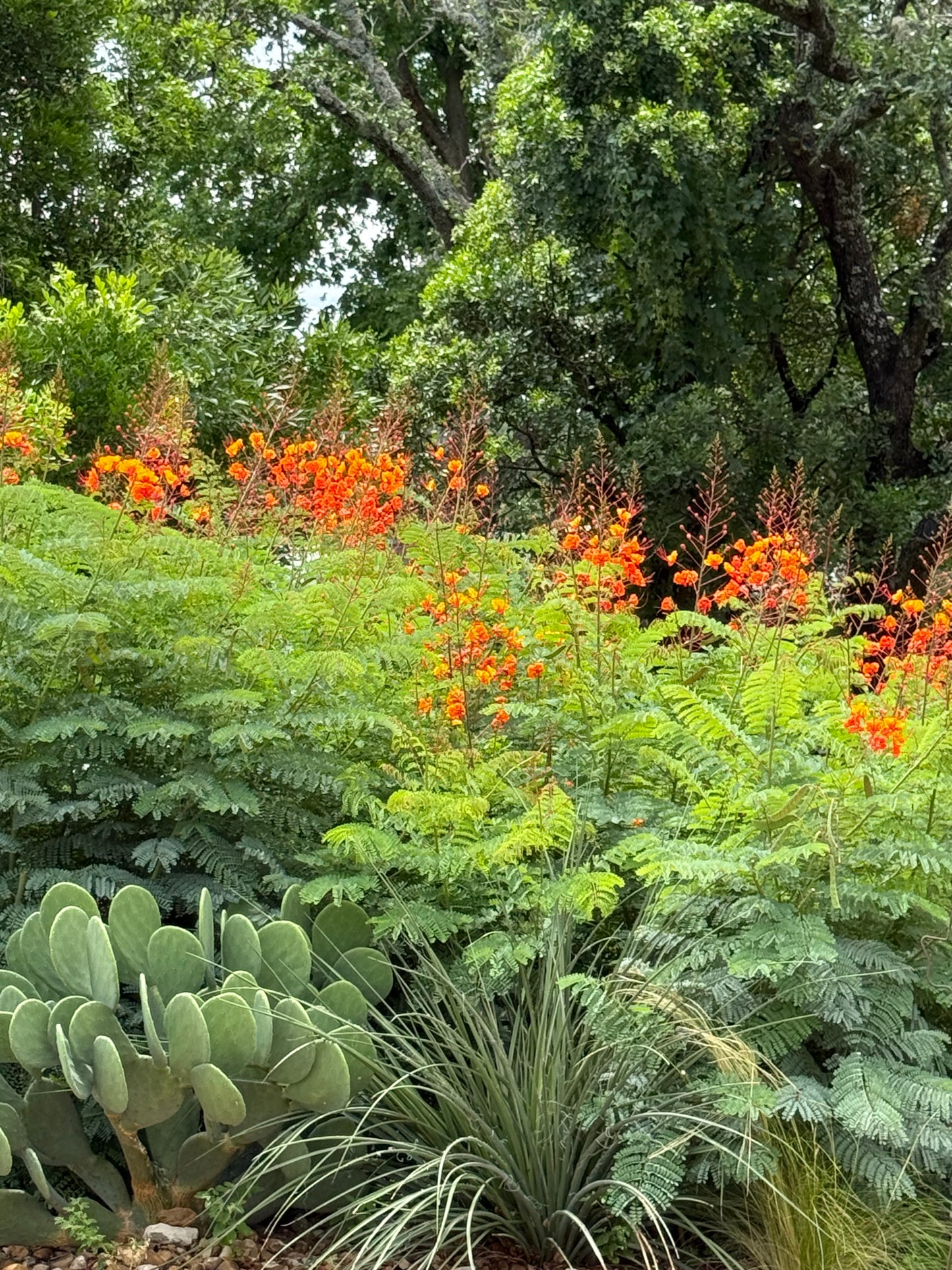 PRIDE OF BARBADOS
