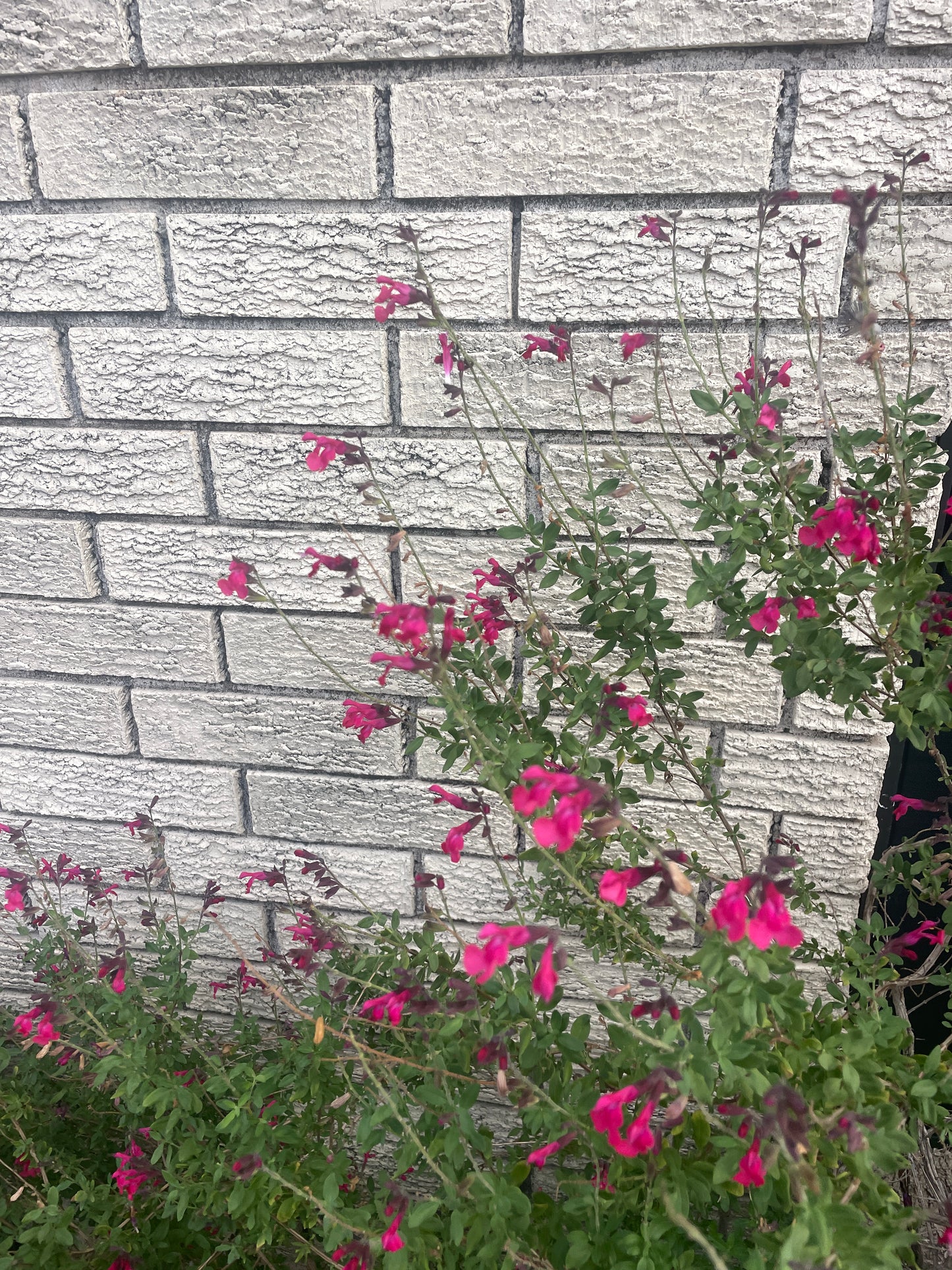 SALVIA GREGGII, RED